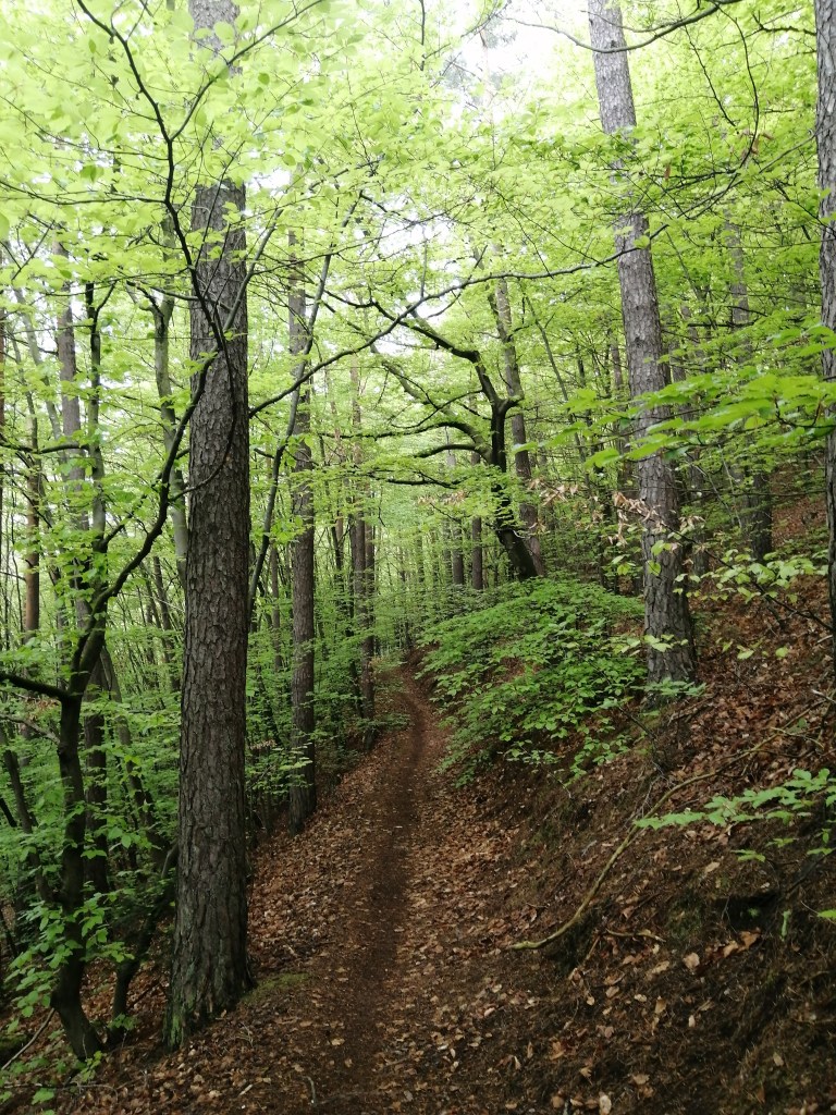 feiner_kleiner_trail